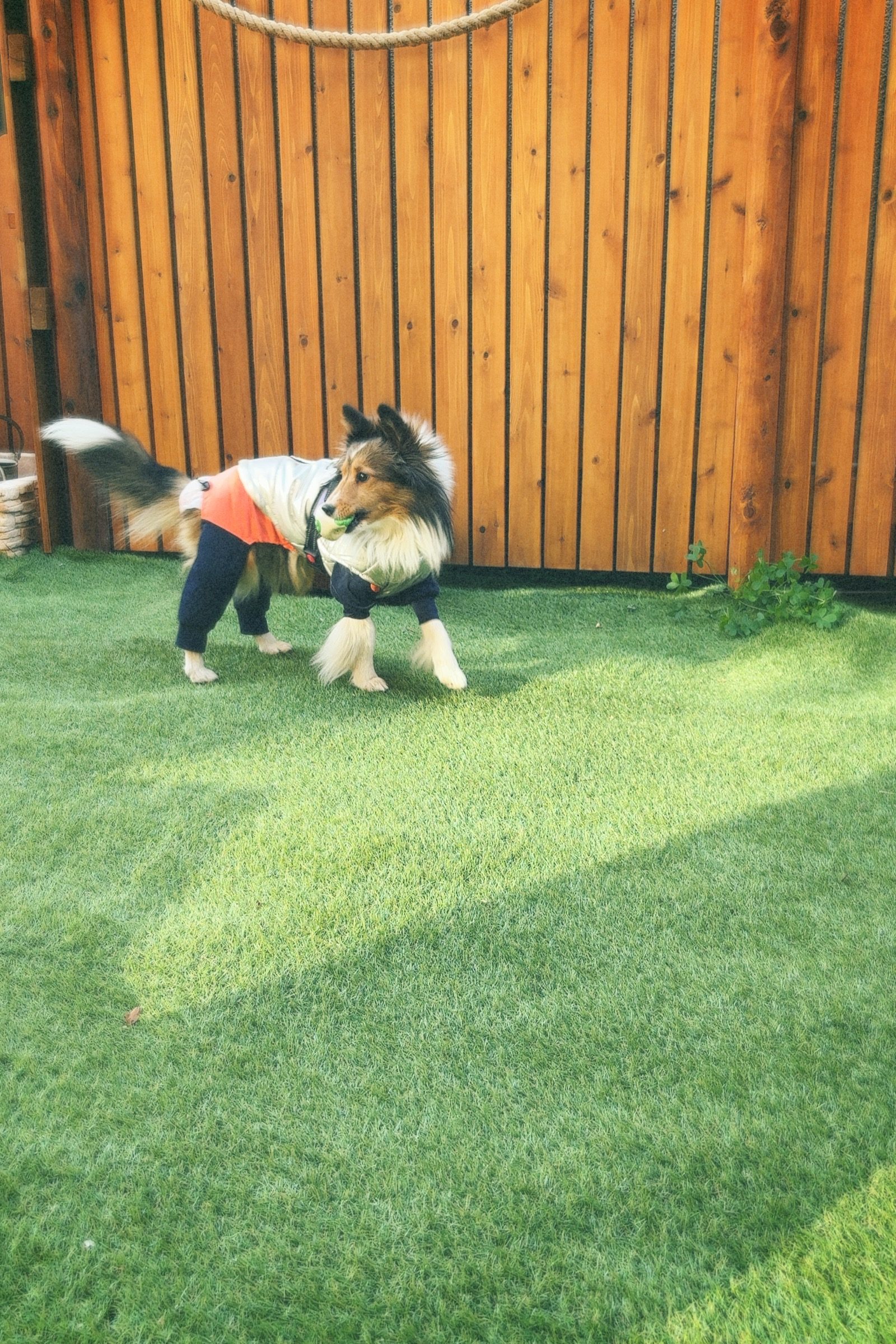 shotory café のドッグランで遊ぶ犬