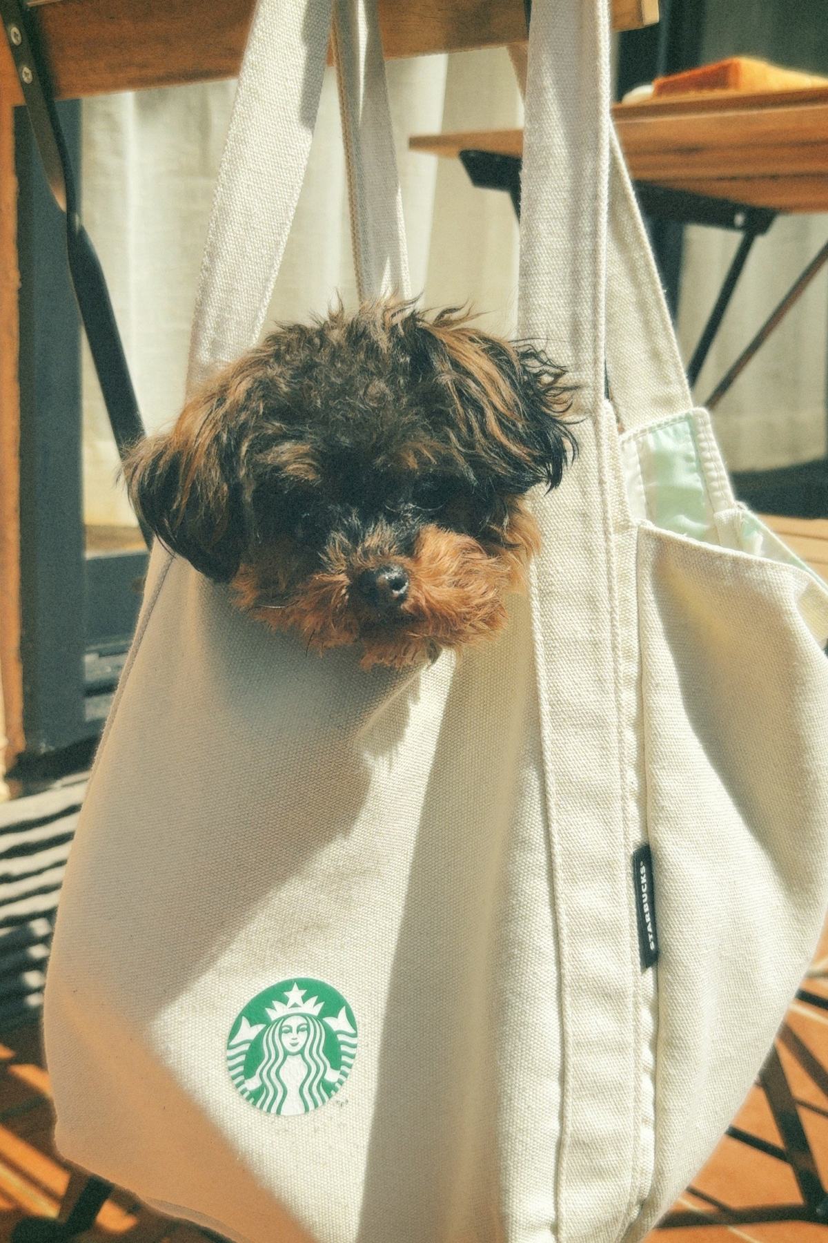 shotory café のアイスラテ